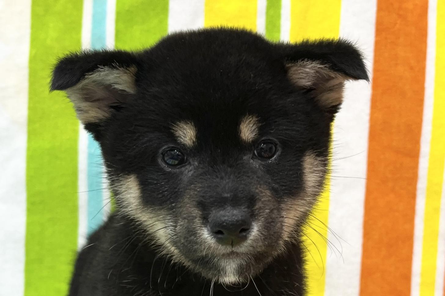 愛知県の柴犬(標準サイズ) (ハピースペット鳴海店/2025年10月27日生まれ/女の子/黒)の子犬の2枚目の画像