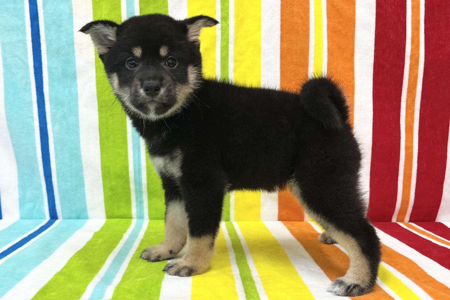 愛知県の柴犬(標準サイズ) (ハピースペット鳴海店/2025年10月27日生まれ/女の子/黒)の子犬の3枚目の画像