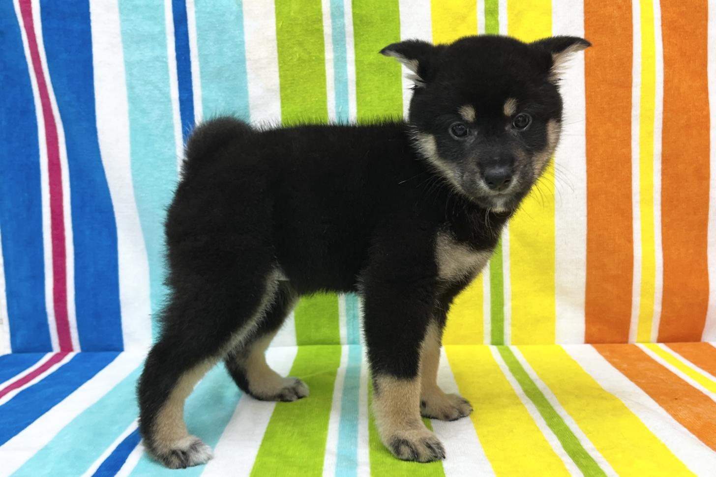 愛知県の柴犬(標準サイズ) (ハピースペット鳴海店/2025年10月27日生まれ/女の子/黒)の子犬の4枚目の画像