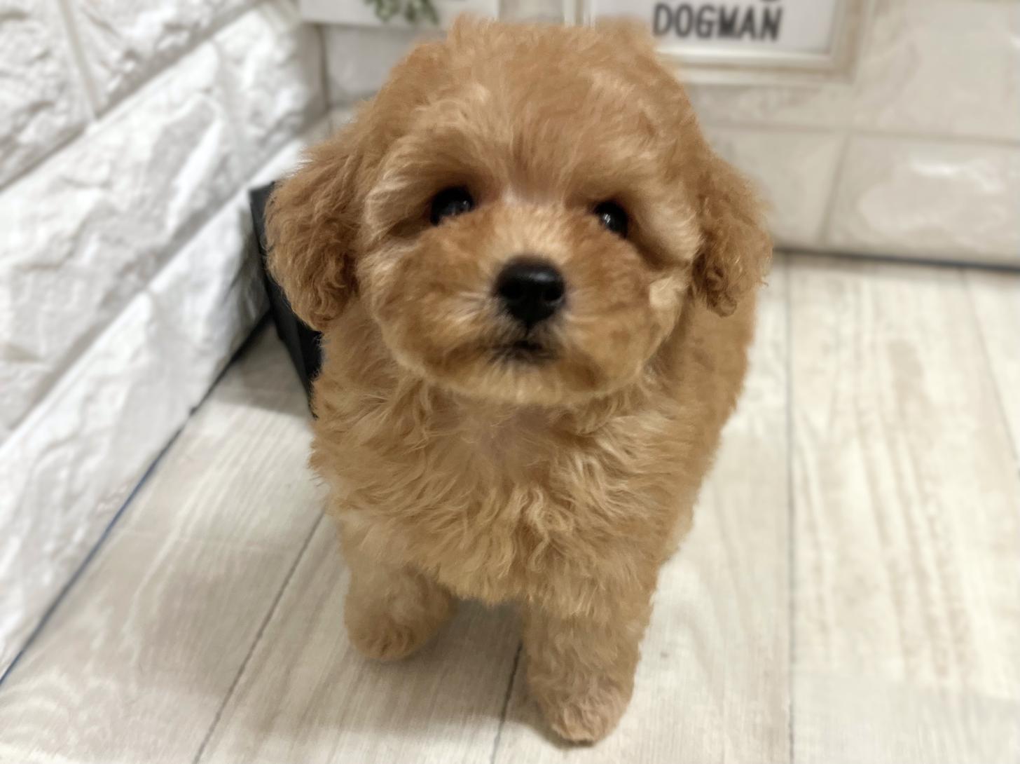 2026年1月12日生まれのトイプードル(トイ)