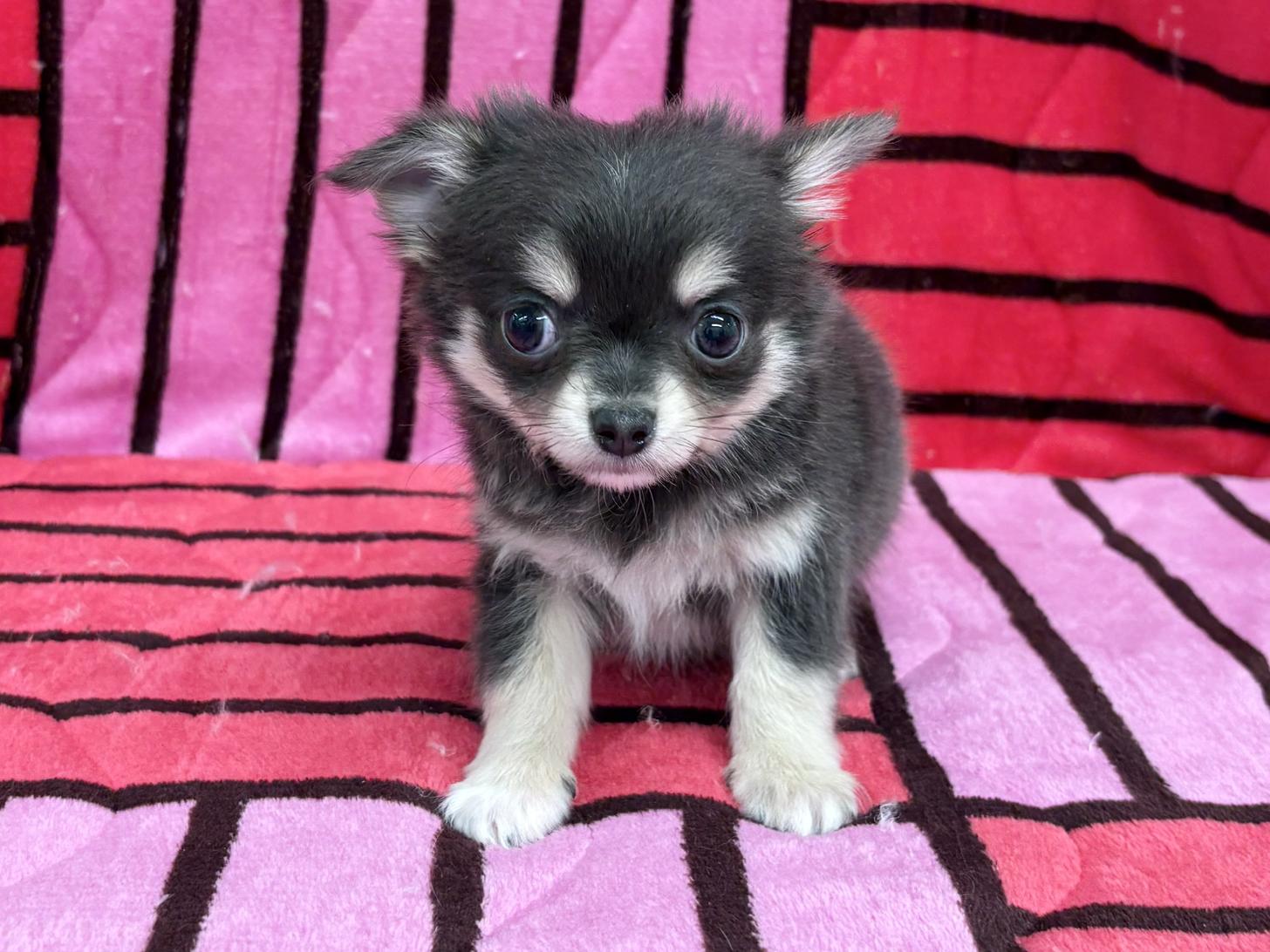 愛知県のチワワ(ロング) (ハピースペット春日井アミーゴ店/2025年12月14日生まれ/男の子/ブルークリームホワイト)の子犬の1枚目の画像