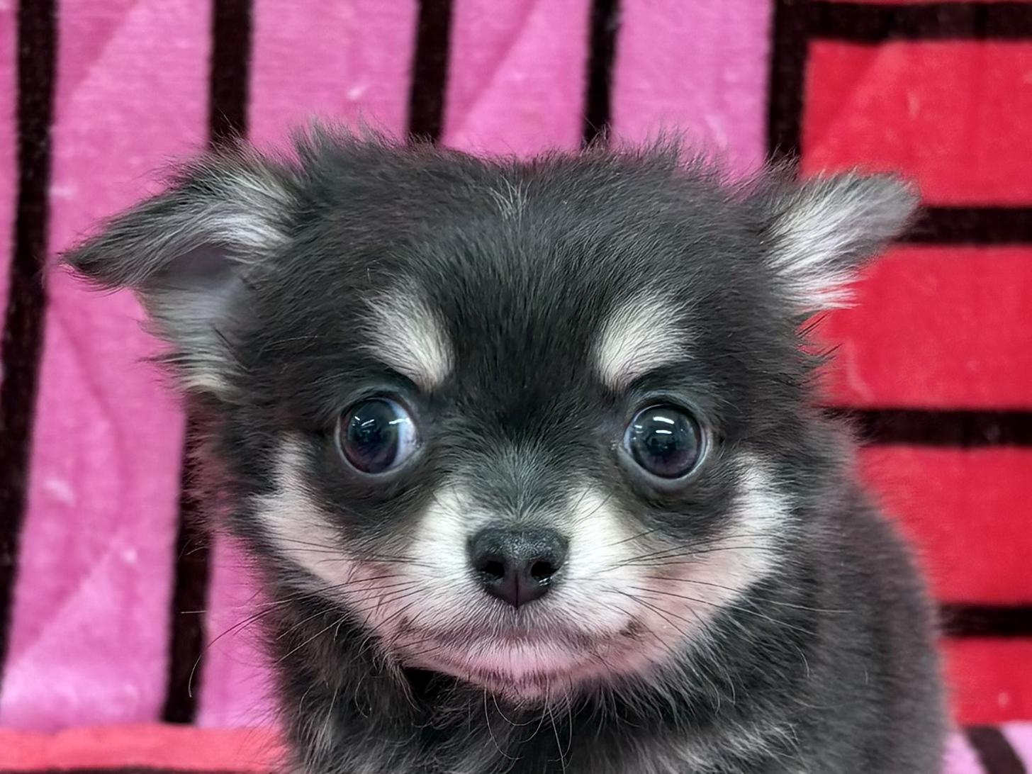 愛知県のチワワ(ロング) (ハピースペット春日井アミーゴ店/2025年12月14日生まれ/男の子/ブルークリームホワイト)の子犬の2枚目の画像