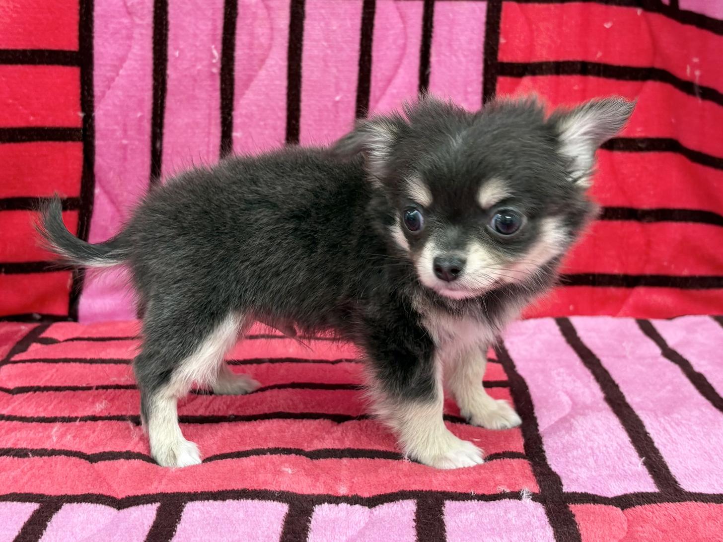 愛知県のチワワ(ロング) (ハピースペット春日井アミーゴ店/2025年12月14日生まれ/男の子/ブルークリームホワイト)の子犬の3枚目の画像