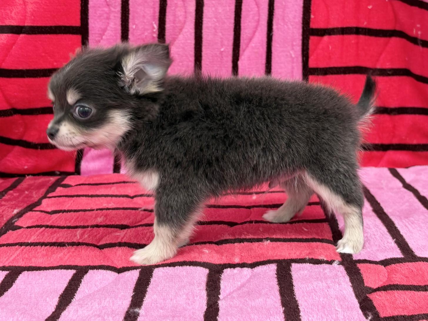 愛知県のチワワ(ロング) (ハピースペット春日井アミーゴ店/2025年12月14日生まれ/男の子/ブルークリームホワイト)の子犬の4枚目の画像