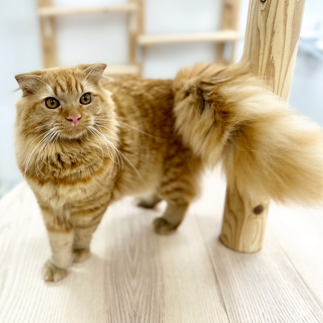 神奈川県のスコティッシュフォールド (にゃんこハウスPAW/2024年11月20日生まれ/男の子/カメオタビー)の子猫の1枚目の画像