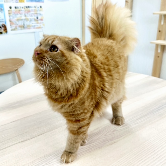 神奈川県のスコティッシュフォールド (にゃんこハウスPAW/2024年11月20日生まれ/男の子/カメオタビー)の子猫の2枚目の画像