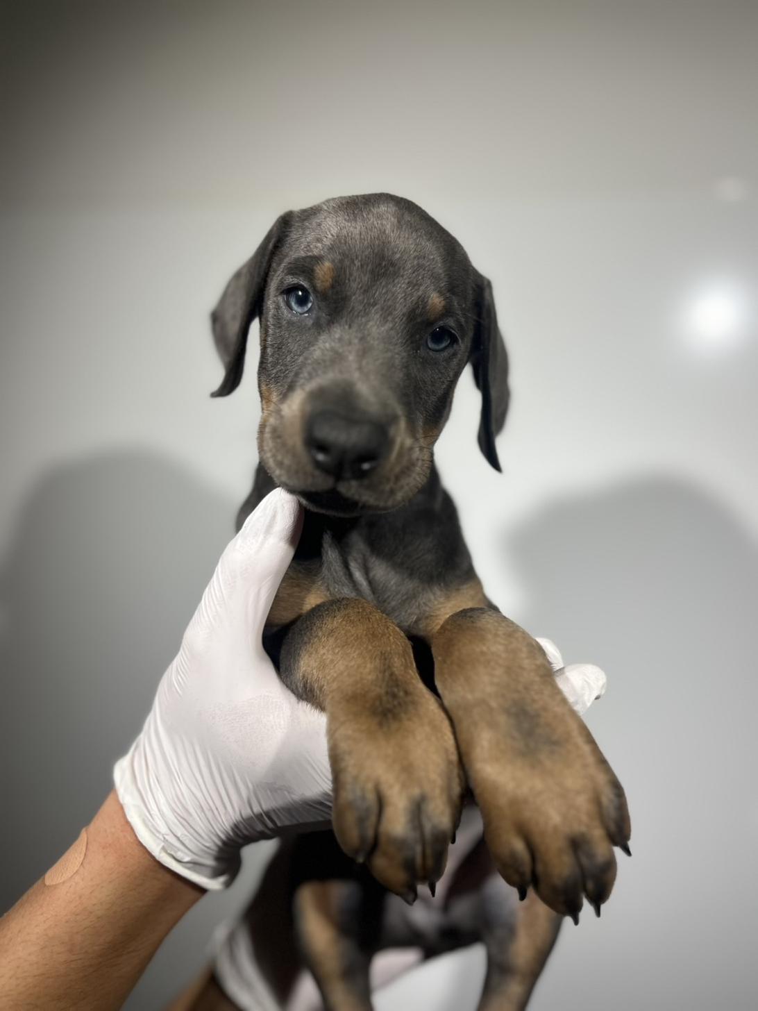 埼玉県のドーベルマン (ペッツスマイル加須インター店/2025年9月25日生まれ/男の子/ブルータン)の子犬の1枚目の画像