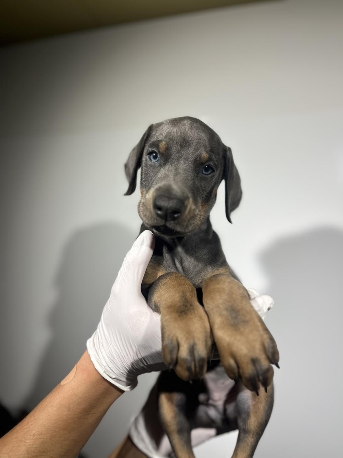 埼玉県のドーベルマン (ペッツスマイル加須インター店/2025年9月25日生まれ/男の子/ブルータン)の子犬の2枚目の画像