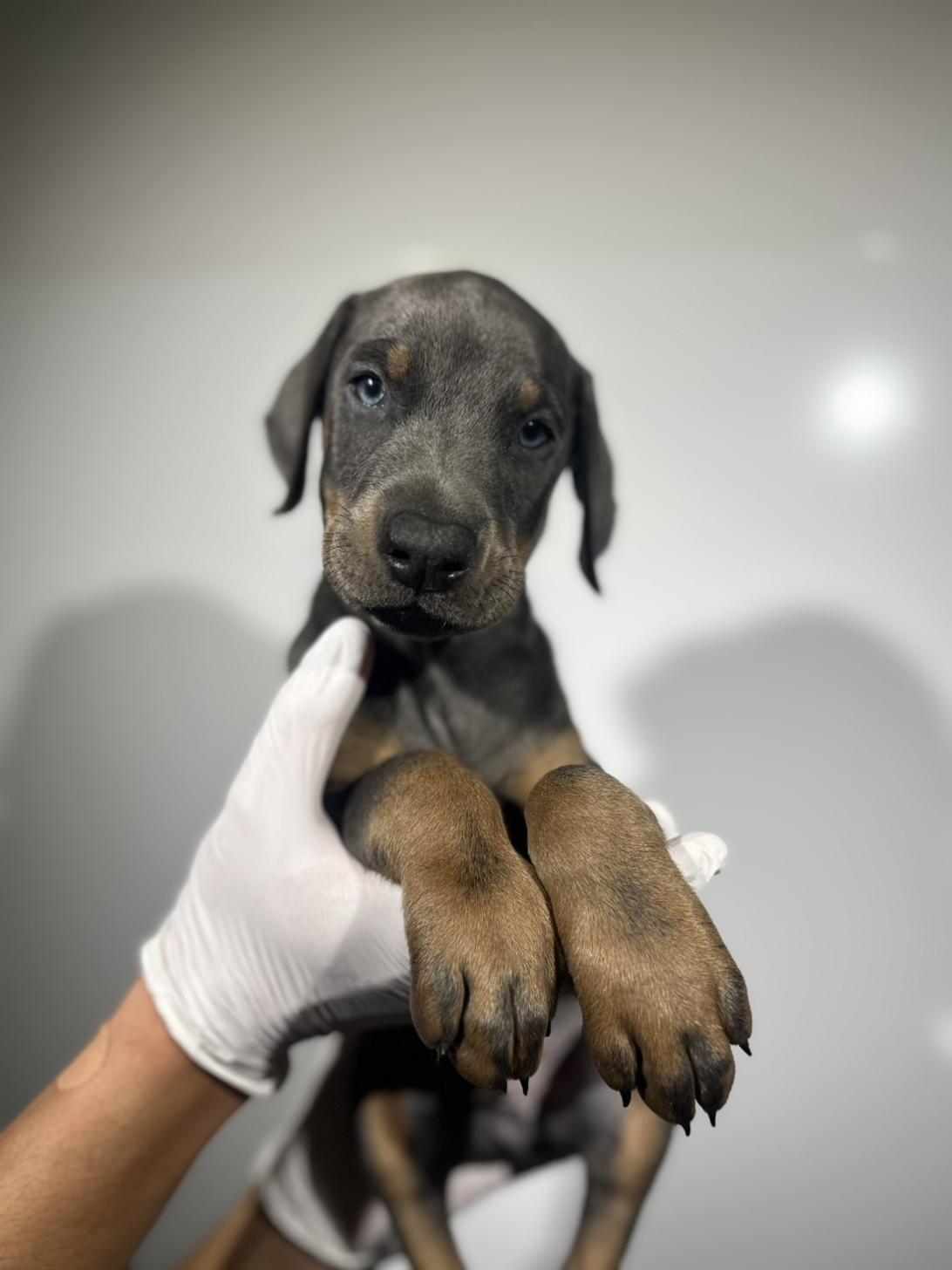 埼玉県のドーベルマン (ペッツスマイル加須インター店/2025年9月25日生まれ/男の子/ブルータン)の子犬の3枚目の画像