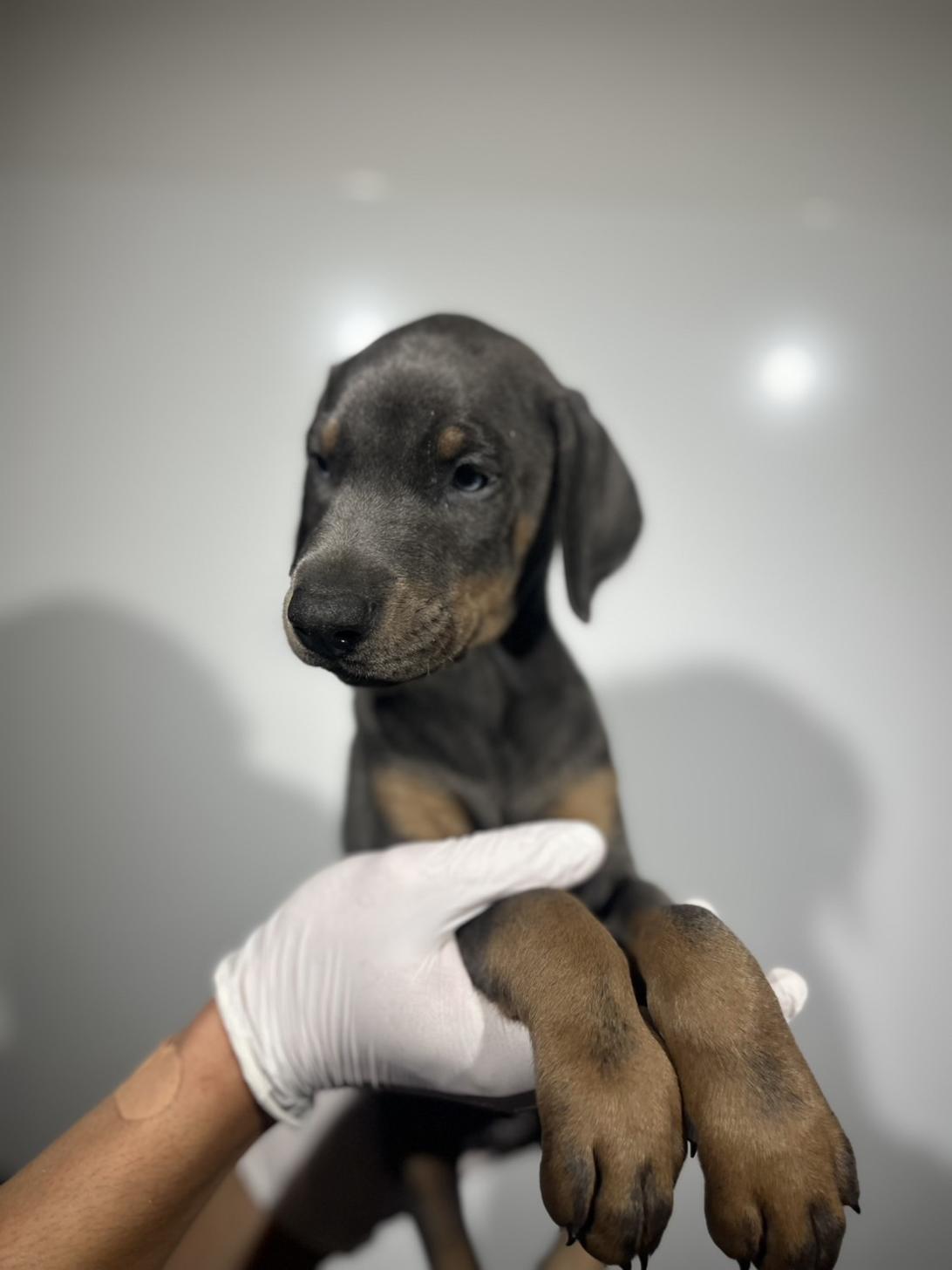 埼玉県のドーベルマン (ペッツスマイル加須インター店/2025年9月25日生まれ/男の子/ブルータン)の子犬の4枚目の画像