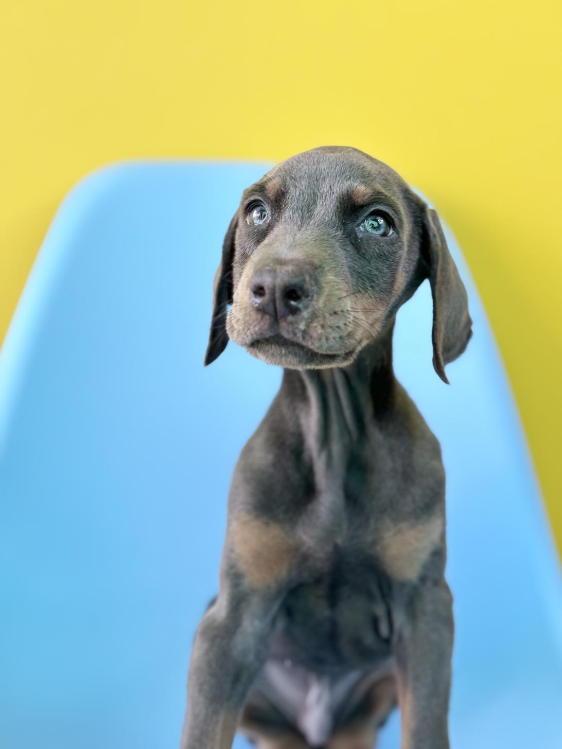 埼玉県のドーベルマン (ペッツスマイル加須インター店/2025年9月25日生まれ/男の子/ブルータン)の子犬の4枚目の画像