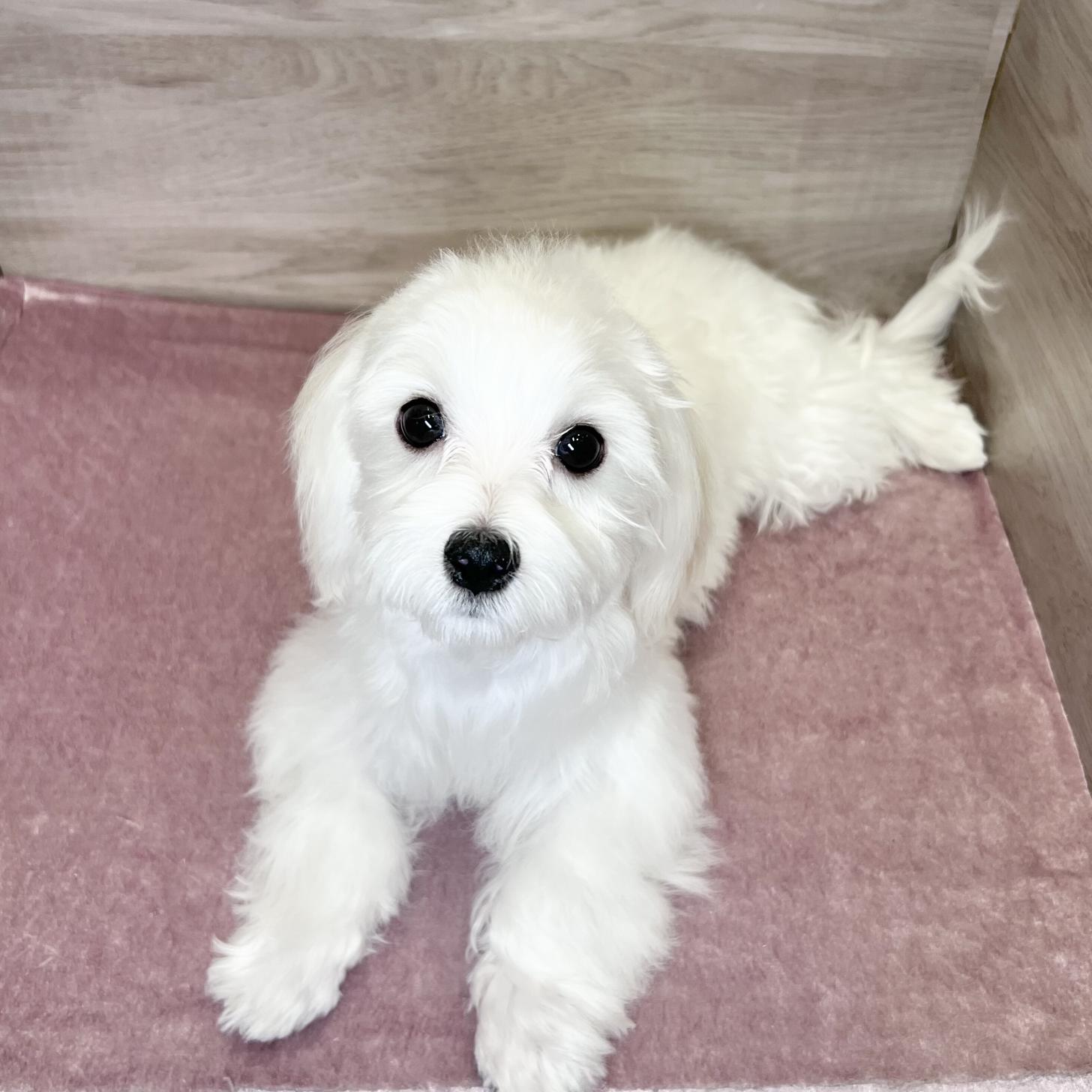 岐阜県のマルチーズ (ペッツビレッジ大垣店/2026年4月19日生まれ/男の子/ホワイト)の子犬