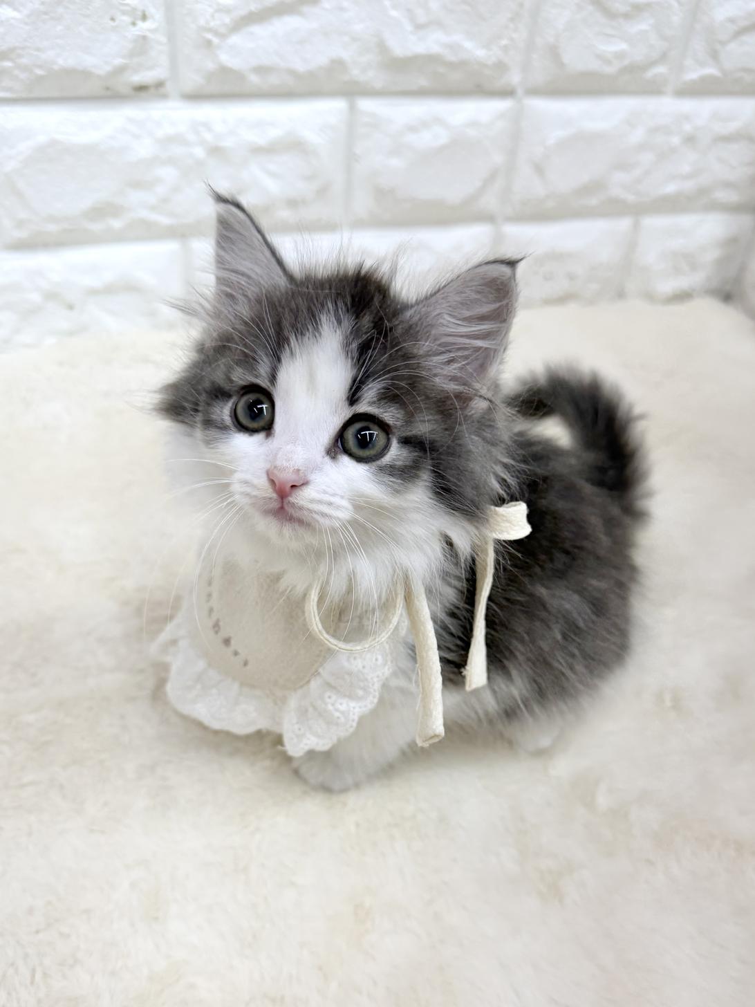 神奈川県のノルウェージャンフォレストキャット (ペッツコンシェル鶴見元宮店/2026年2月25日生まれ/女の子/ブルーパッチドタビーホワイト)の子猫の1枚目の画像