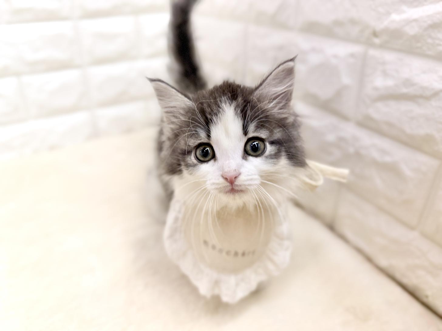 神奈川県のノルウェージャンフォレストキャット (ペッツコンシェル鶴見元宮店/2026年2月25日生まれ/女の子/ブルーパッチドタビーホワイト)の子猫の2枚目の画像