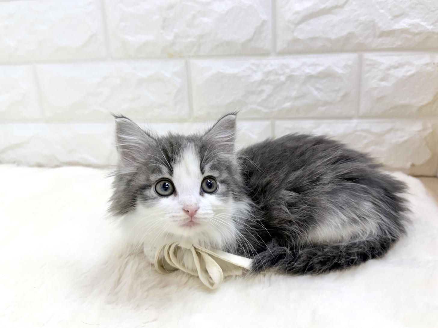 神奈川県のノルウェージャンフォレストキャット (ペッツコンシェル鶴見元宮店/2026年2月25日生まれ/女の子/ブルーパッチドタビーホワイト)の子猫の3枚目の画像