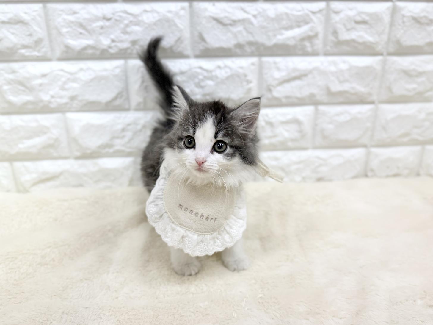 神奈川県のノルウェージャンフォレストキャット (ペッツコンシェル鶴見元宮店/2026年2月25日生まれ/女の子/ブルーパッチドタビーホワイト)の子猫の4枚目の画像