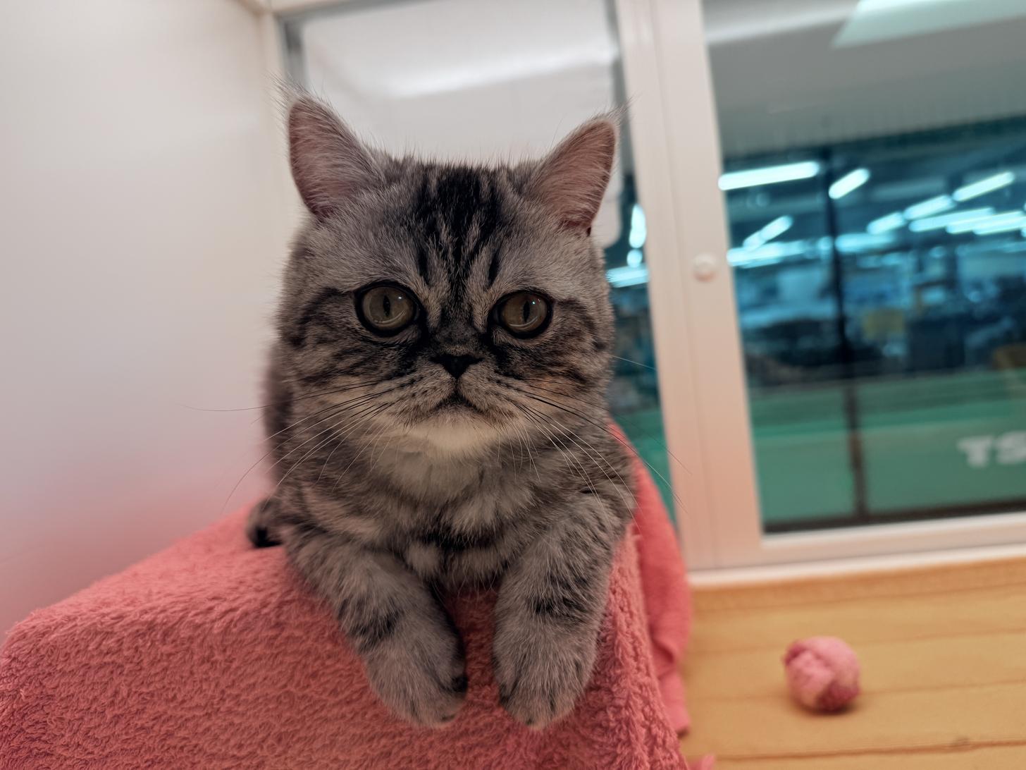 北海道のエキゾチックショートヘアー (ペットフェイス大谷地店/2025年8月30日生まれ/男の子/シルバータビー)の子猫の1枚目の画像