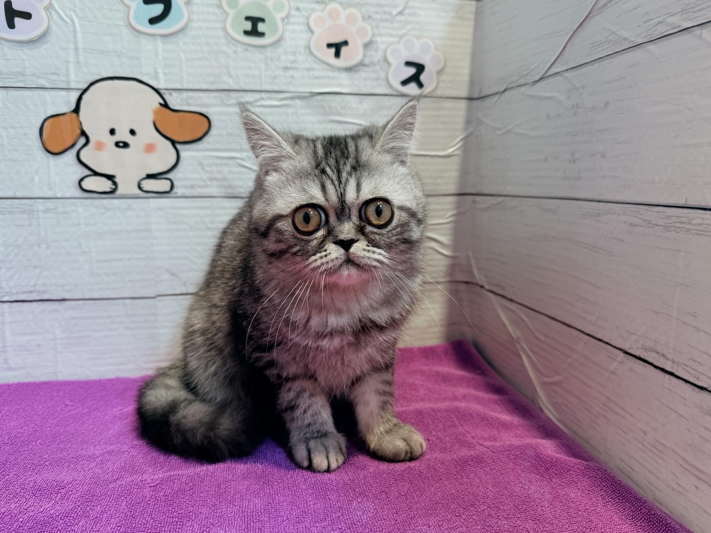 北海道のエキゾチックショートヘアー (ペットフェイス大谷地店/2025年8月30日生まれ/男の子/シルバータビー)の子猫の2枚目の画像