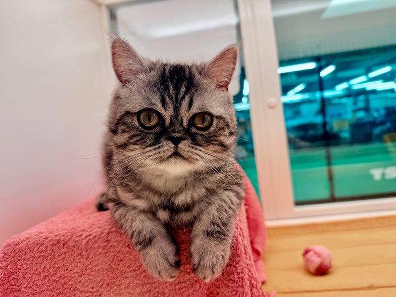 北海道のエキゾチックショートヘアー (ペットフェイス大谷地店/2025年8月30日生まれ/男の子/シルバータビー)の子猫の2枚目の画像