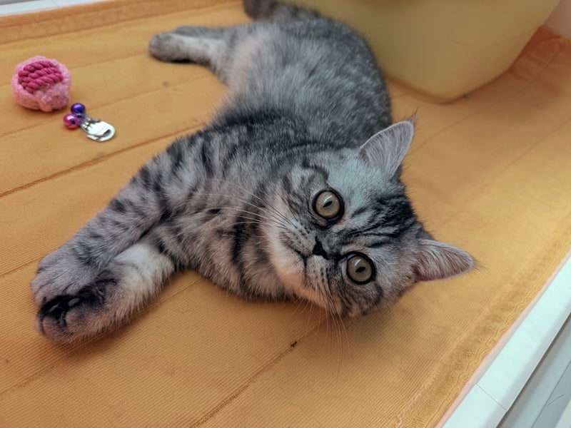 北海道のエキゾチックショートヘアー (ペットフェイス大谷地店/2025年8月30日生まれ/男の子/シルバータビー)の子猫の3枚目の画像