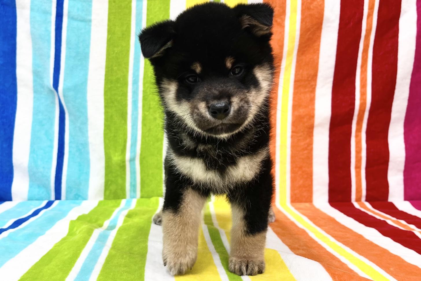 愛知県の柴犬(標準サイズ) (ハピースペット一宮三条アミーゴ店/2026年1月13日生まれ/女の子/黒)の子犬の1枚目の画像