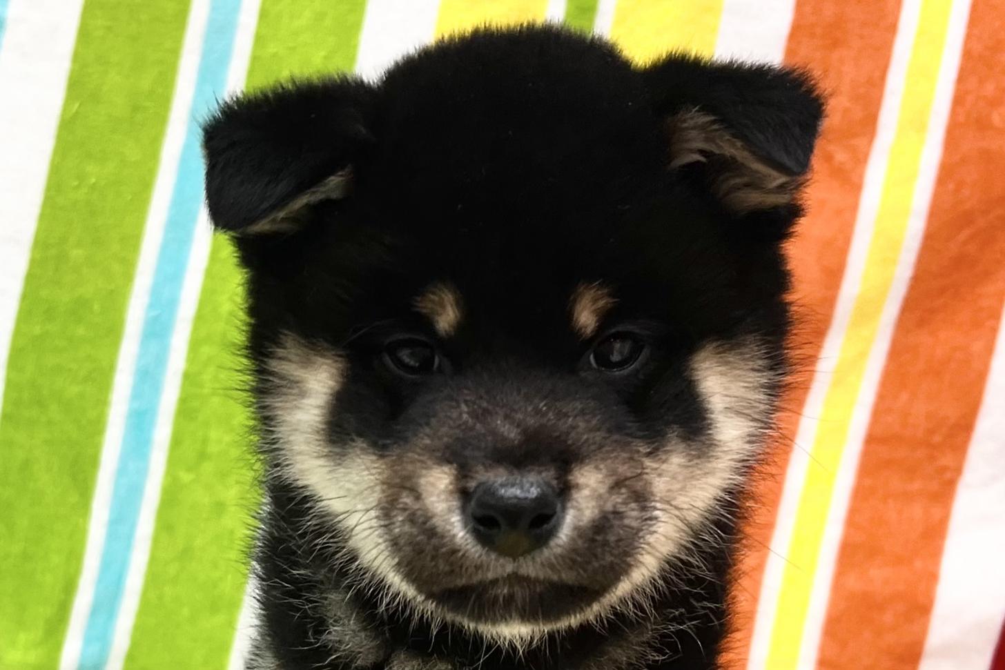 愛知県の柴犬(標準サイズ) (ハピースペット一宮三条アミーゴ店/2026年1月13日生まれ/女の子/黒)の子犬の2枚目の画像