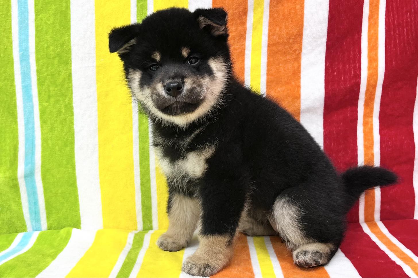 愛知県の柴犬(標準サイズ) (ハピースペット一宮三条アミーゴ店/2026年1月13日生まれ/女の子/黒)の子犬の4枚目の画像