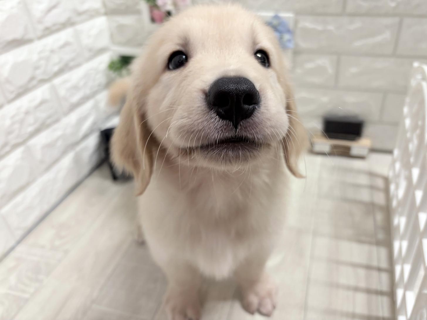 和歌山県のゴールデンレトリバー (DOGMAN和歌山店/2026年6月22日生まれ/男の子/ゴールデン)の子犬の2枚目の画像