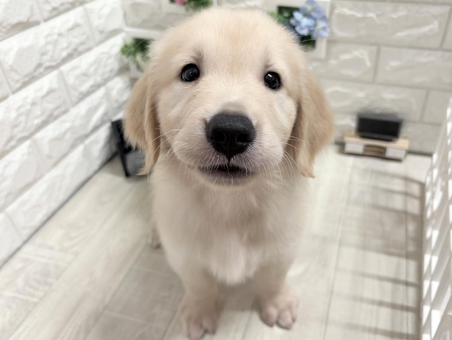 和歌山県のゴールデンレトリバー (DOGMAN和歌山店/2026年6月22日生まれ/男の子/ゴールデン)の子犬の3枚目の画像