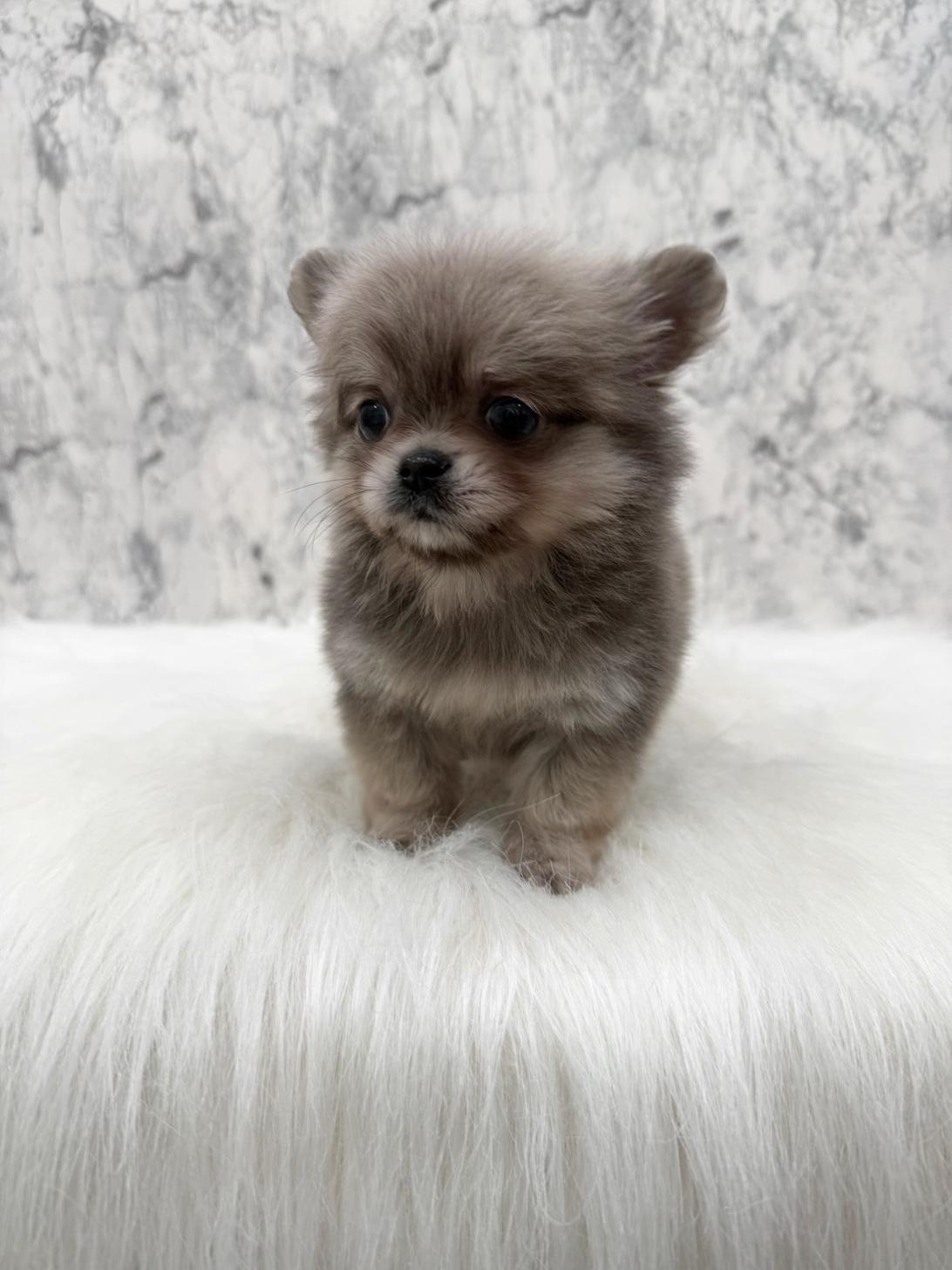 埼玉県のチワペキ/ペキチー/ペキチワ(チワワ×ペキニーズ) (PETSHOP FATIS/2025年10月31日生まれ/女の子/イザベラ)の子犬の1枚目の画像