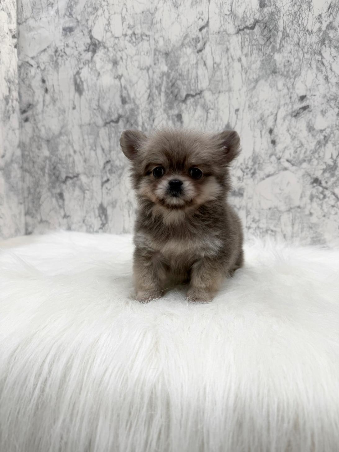 埼玉県のチワペキ/ペキチー/ペキチワ(チワワ×ペキニーズ) (PETSHOP FATIS/2025年10月31日生まれ/女の子/イザベラ)の子犬の2枚目の画像