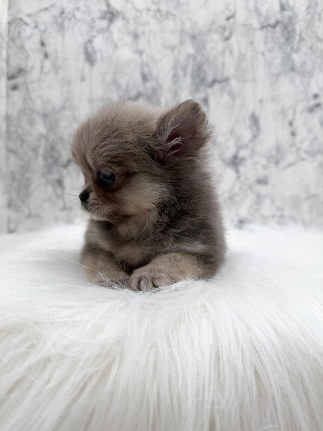 埼玉県のチワペキ/ペキチー/ペキチワ(チワワ×ペキニーズ) (PETSHOP FATIS/2025年10月31日生まれ/女の子/イザベラ)の子犬の3枚目の画像