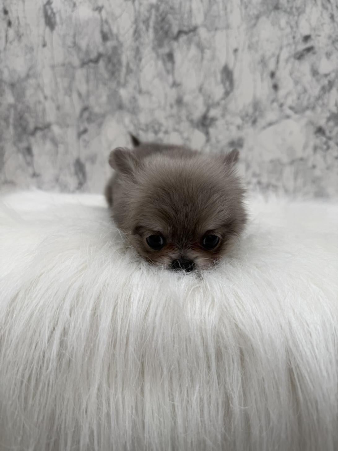 埼玉県のチワペキ/ペキチー/ペキチワ(チワワ×ペキニーズ) (PETSHOP FATIS/2025年10月31日生まれ/女の子/イザベラ)の子犬の4枚目の画像