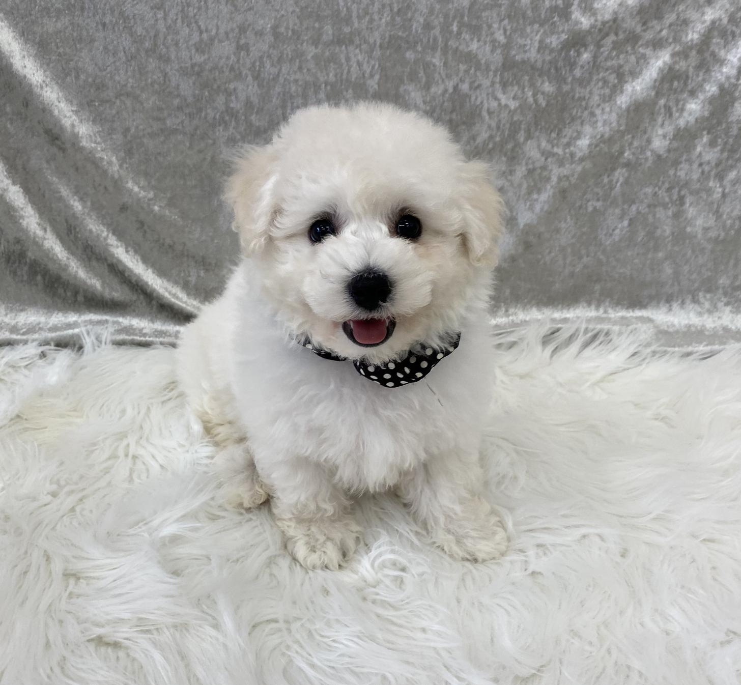 大阪府のビションフリーゼ (ぱぴぷぺっと大阪店/2025年11月26日生まれ/男の子/ホワイト)の子犬