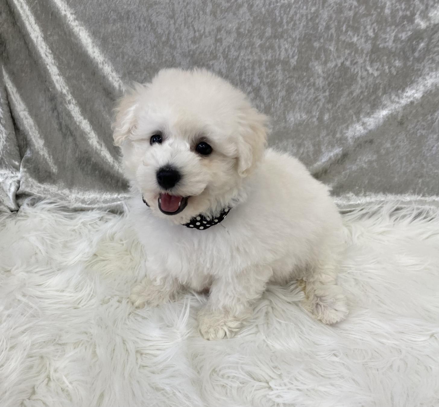 大阪府のビションフリーゼ (ぱぴぷぺっと大阪店/2025年11月26日生まれ/男の子/ホワイト)の子犬の2枚目の画像