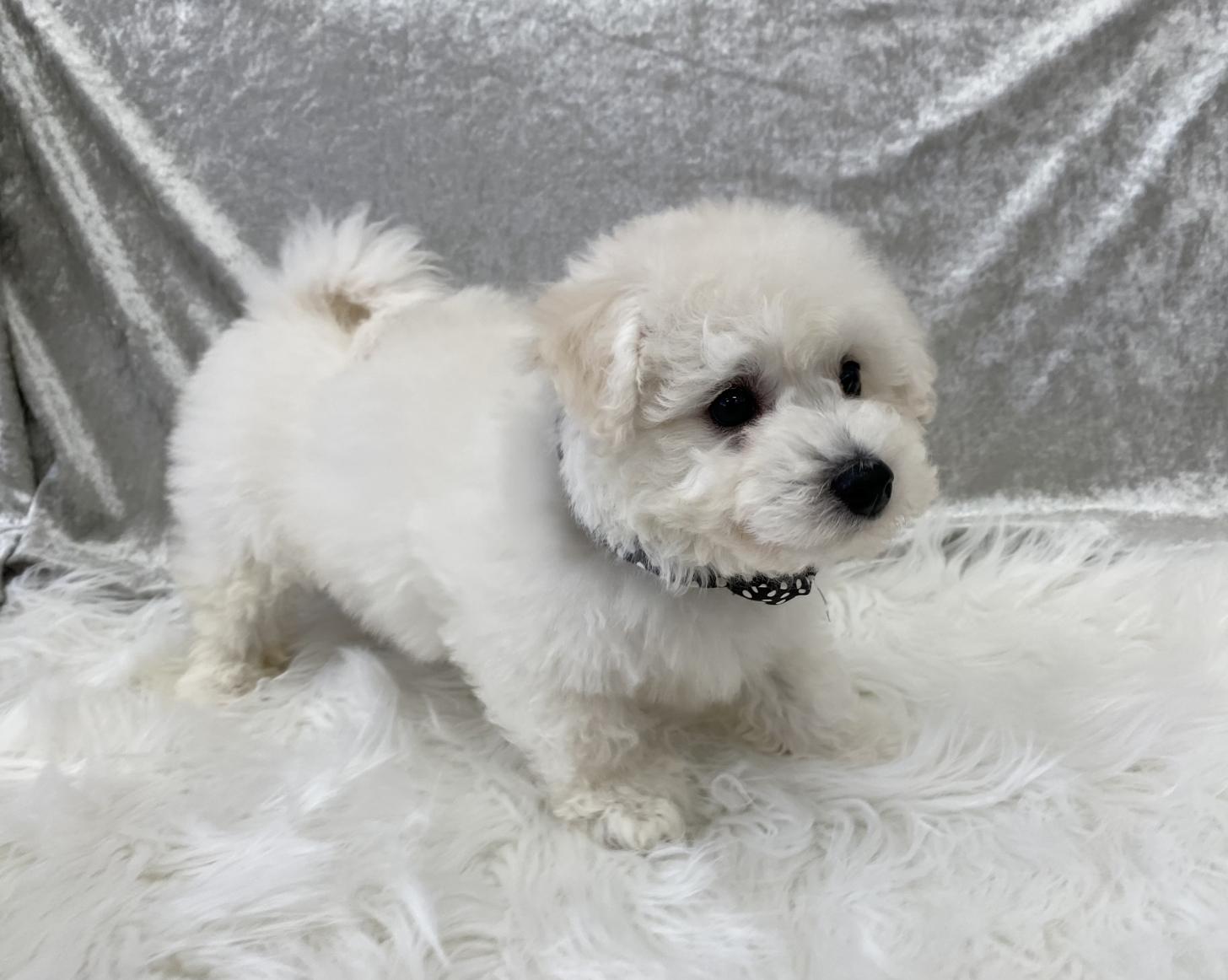 大阪府のビションフリーゼ (ぱぴぷぺっと大阪店/2025年11月26日生まれ/男の子/ホワイト)の子犬の3枚目の画像