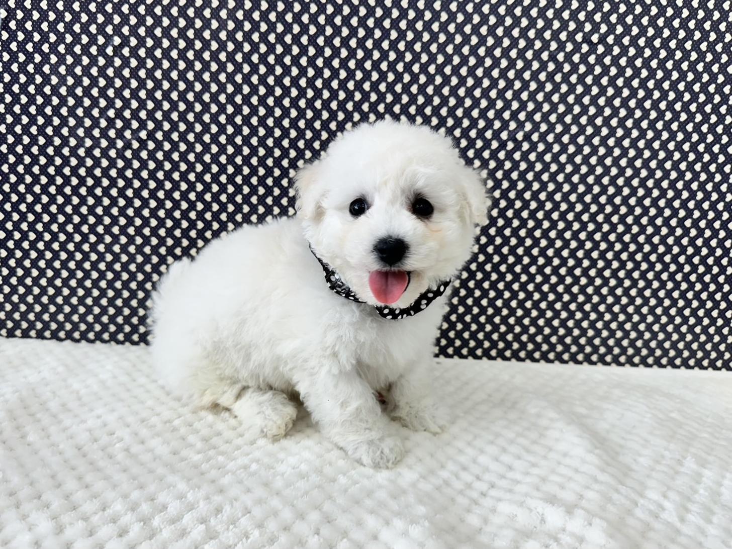 大阪府のビションフリーゼ (ぱぴぷぺっと大阪店/2025年11月26日生まれ/男の子/ホワイト)の子犬の4枚目の画像