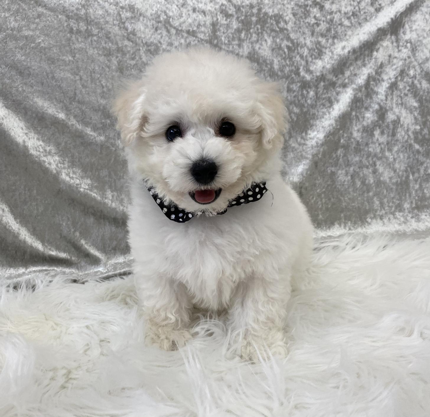 大阪府のビションフリーゼ (ぱぴぷぺっと大阪店/2025年11月26日生まれ/男の子/ホワイト)の子犬の4枚目の画像