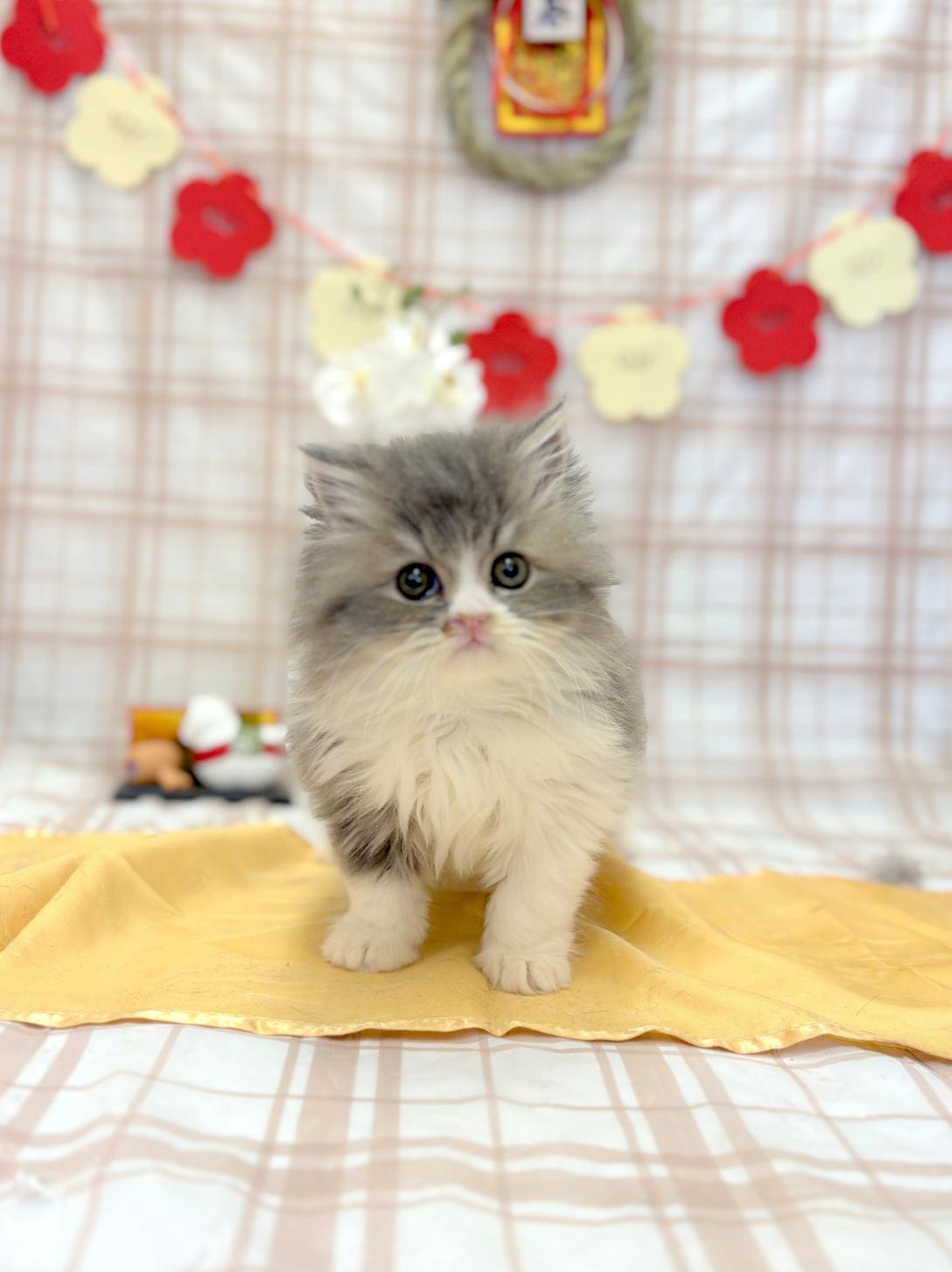 北海道のスコティッシュフォールド (ラブワンコ平岸店/2025年11月29日生まれ/男の子/ブルーホワイト)の子猫