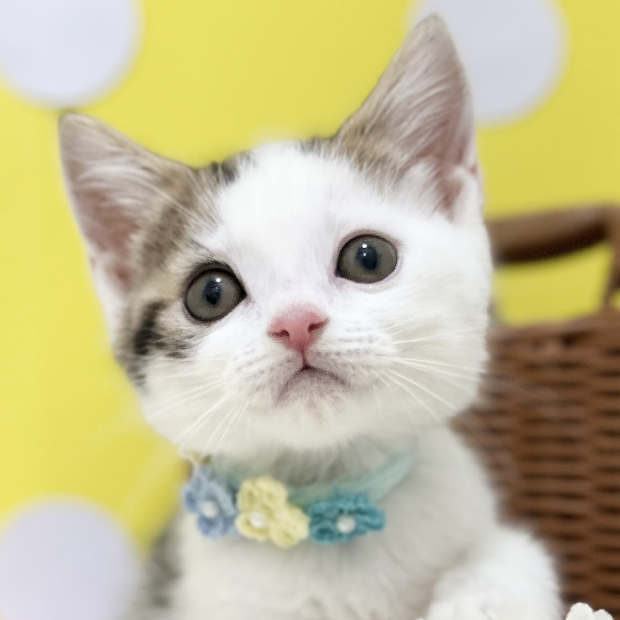 神奈川県のスコティッシュフォールド (にゃんこハウスPAW/2025年3月15日生まれ/男の子/バンキャリコ)の子猫