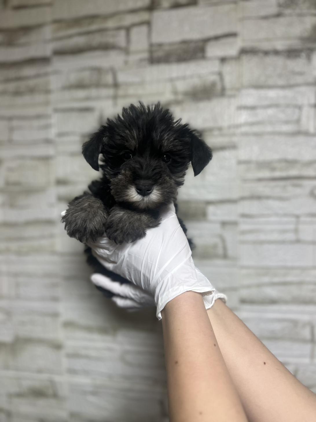 埼玉県のミニチュアシュナウザー (ペッツスマイル加須インター店/2025年11月12日生まれ/男の子/ブラックシルバー)の子犬の1枚目の画像