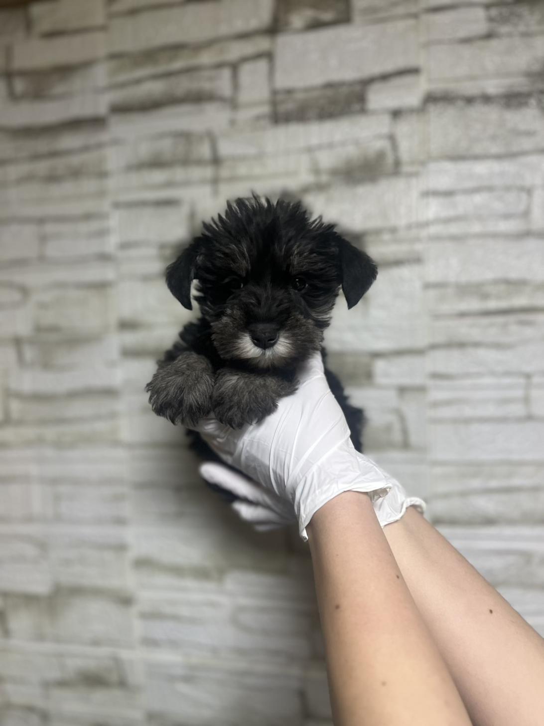 埼玉県のミニチュアシュナウザー (ペッツスマイル加須インター店/2025年11月12日生まれ/男の子/ブラックシルバー)の子犬の2枚目の画像