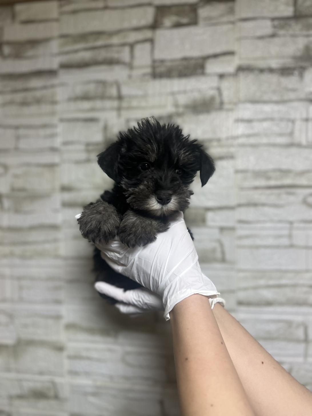 埼玉県のミニチュアシュナウザー (ペッツスマイル加須インター店/2025年11月12日生まれ/男の子/ブラックシルバー)の子犬の4枚目の画像