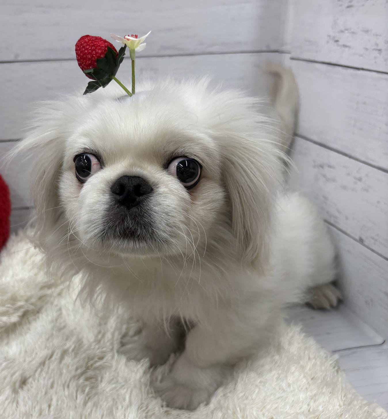 千葉県のペキニーズ (ペッツワン佐倉店/2025年10月30日生まれ/男の子/ホワイトクリーム)の子犬の1枚目の画像