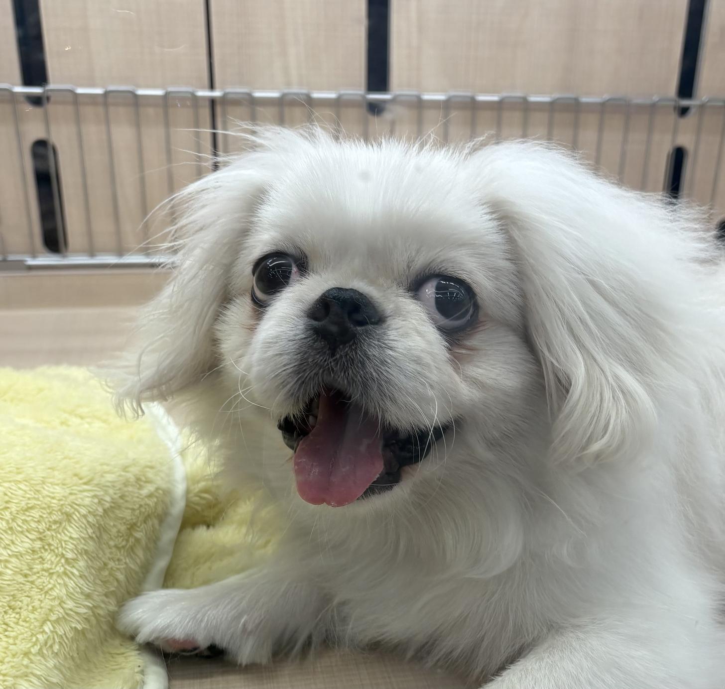 千葉県のペキニーズ (ペッツワン佐倉店/2025年10月30日生まれ/男の子/ホワイトクリーム)の子犬