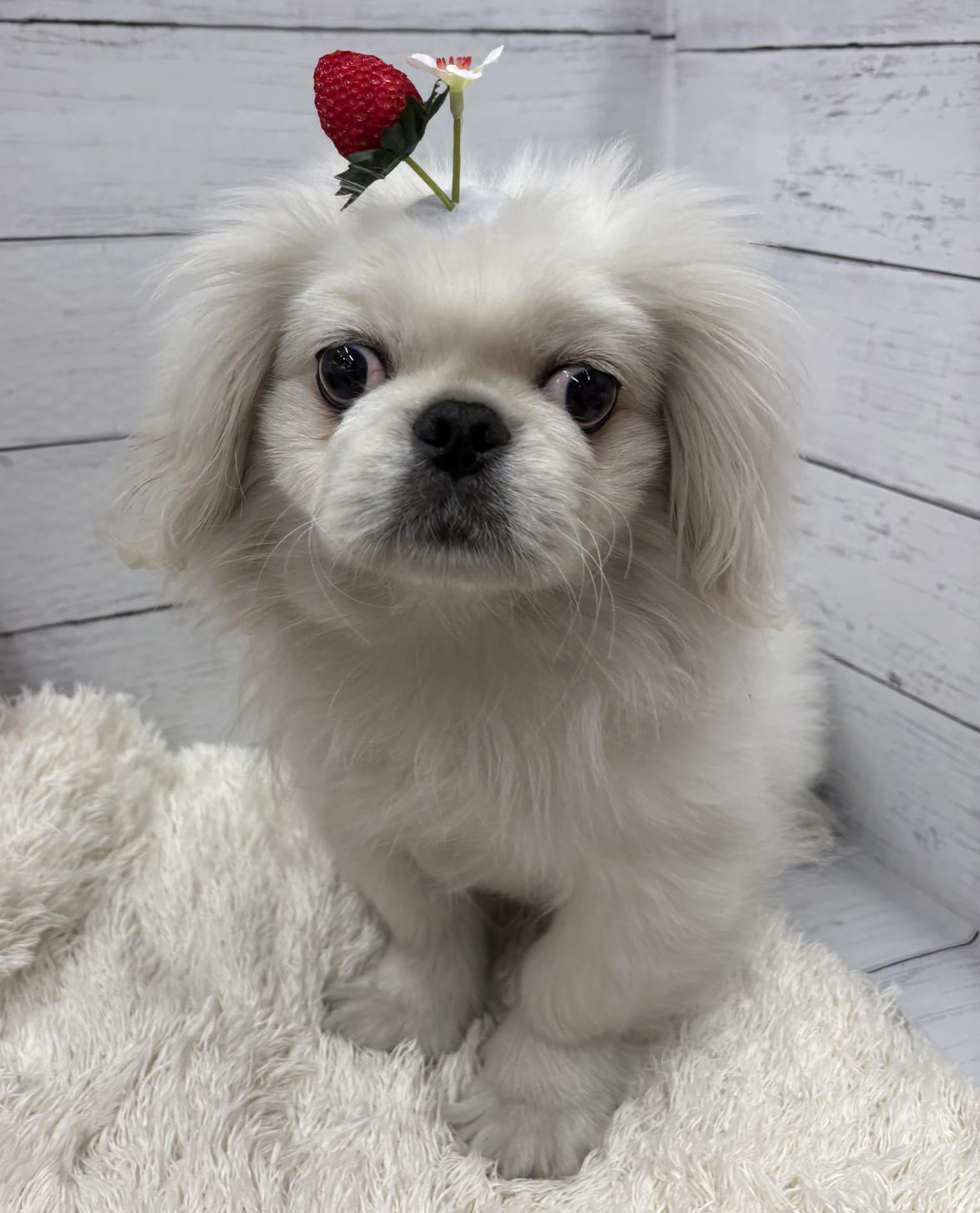 千葉県のペキニーズ (ペッツワン佐倉店/2025年10月30日生まれ/男の子/ホワイトクリーム)の子犬の2枚目の画像