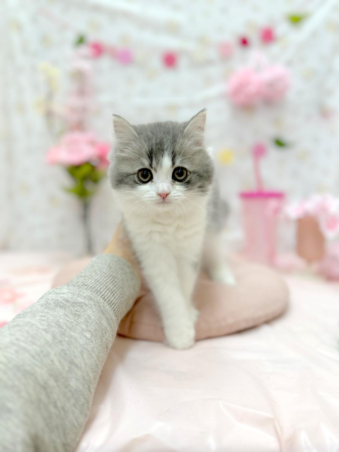 北海道のミヌエット (ラブワンコ平岸店/2026年1月25日生まれ/男の子/ブルータビーホワイト)の子猫