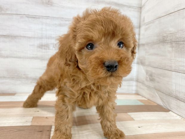 新潟県のトイプードル(トイ) (竹内ペット 新津本店/2025年12月20日生まれ/男の子/レッド)の子犬の1枚目の画像