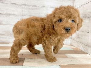 新潟県のトイプードル(トイ) (竹内ペット 新津本店/2025年12月20日生まれ/男の子/レッド)の子犬の2枚目の画像