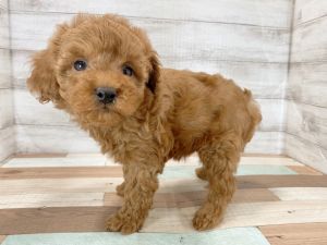 新潟県のトイプードル(トイ) (竹内ペット 新津本店/2025年12月20日生まれ/男の子/レッド)の子犬の3枚目の画像